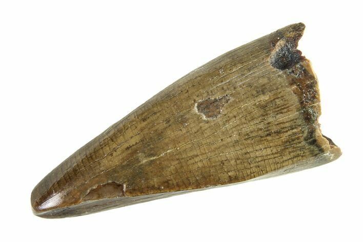 Fossil Tyrannosaur (Nanotyrannus) Premax Tooth - Montana #338714